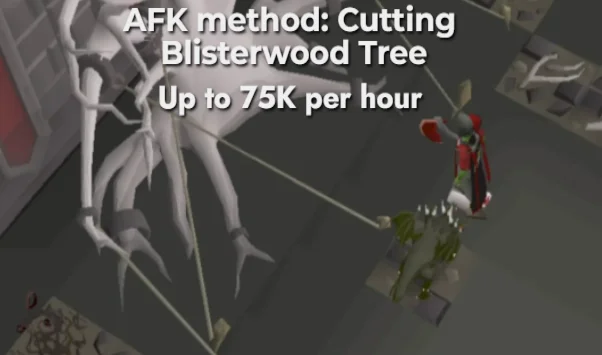 Cutting Blisterwood tree