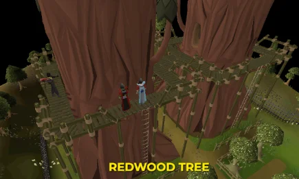 redwood tree